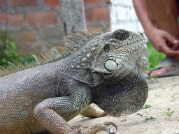 Iguana grande
