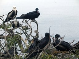 Aves en Isla de la Plata en Puerto López Ecuador