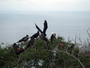 Isla de la Plata