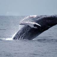 Humpback Whales watching